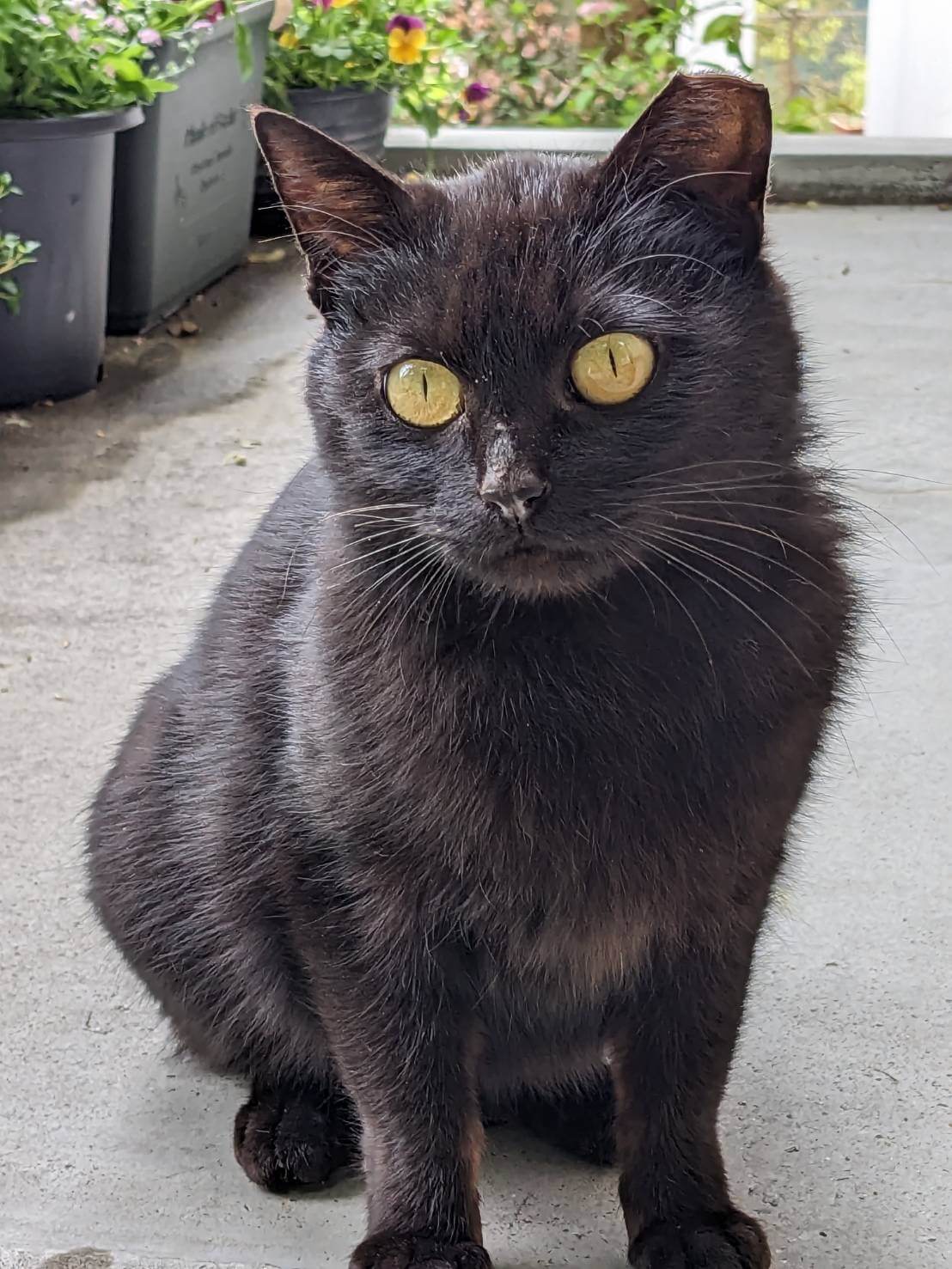 丹波┊︎ゴロふみ構ってちゃんな真っ黒猫