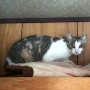 喰いしんぼうの曽根三毛ちゃん