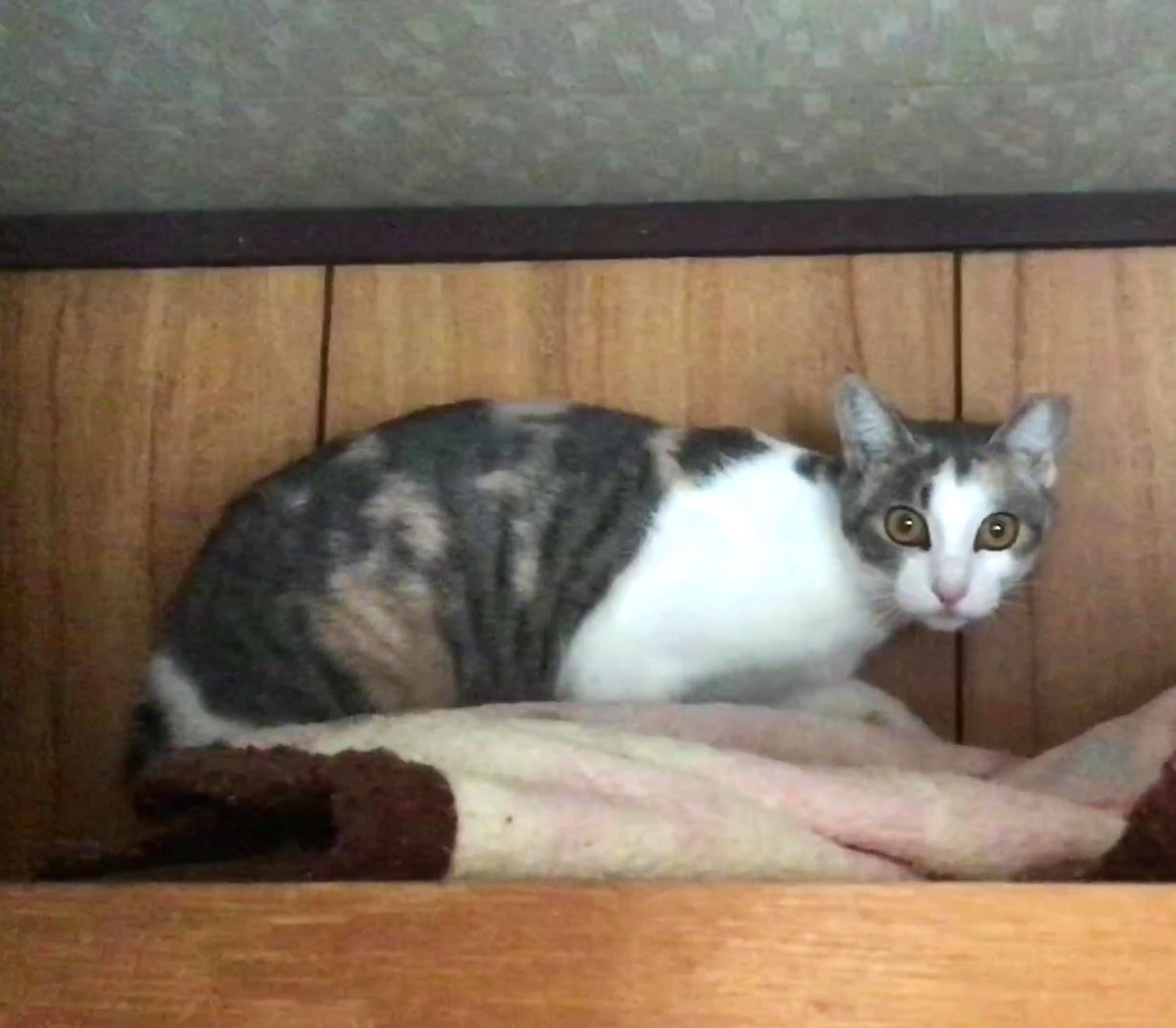 喰いしんぼうの曽根三毛ちゃん