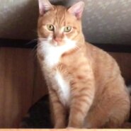 マイペースな茶トラくん