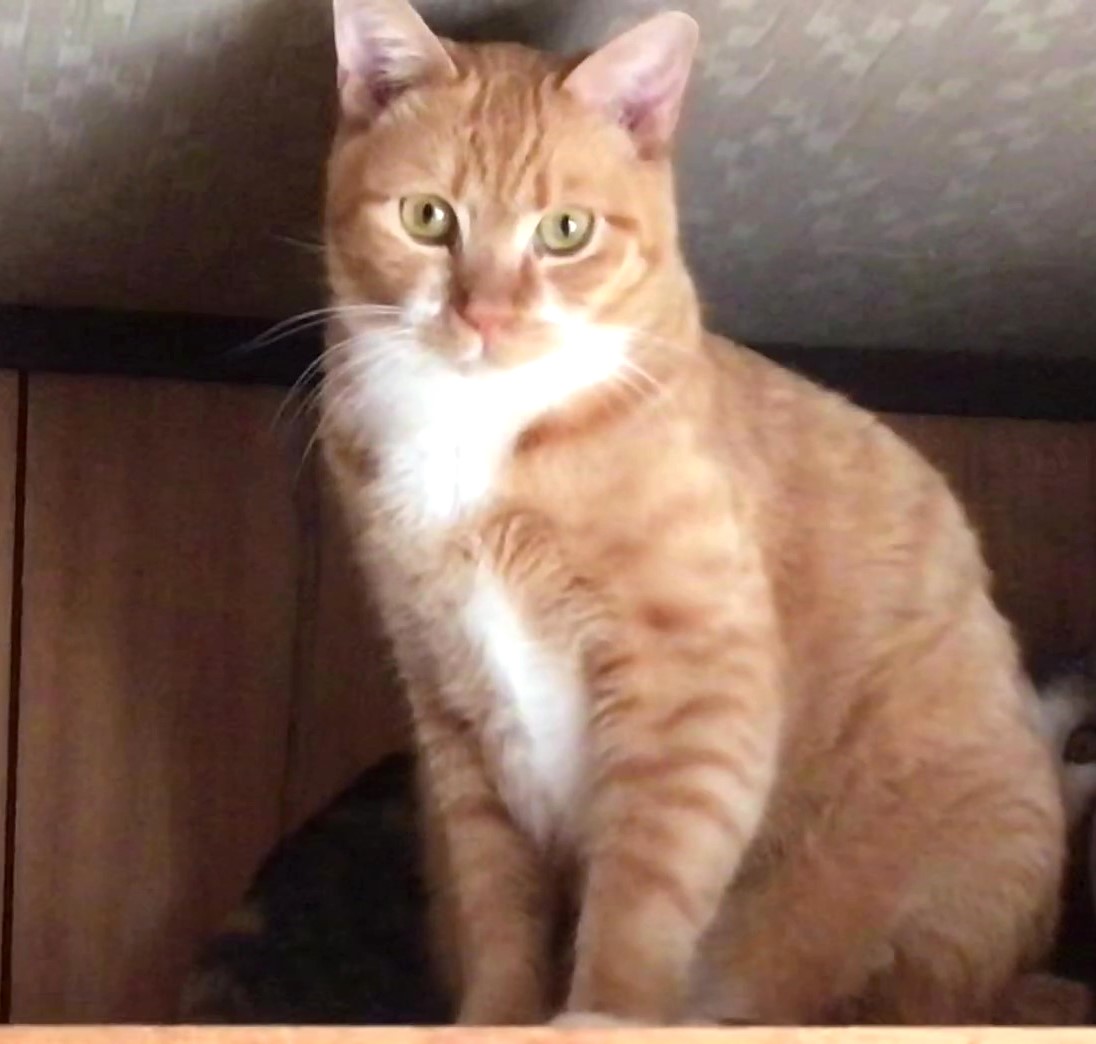 マイペースな茶トラくん