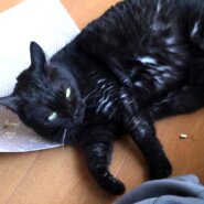 とってもフレンドリーなお局クロちゃん