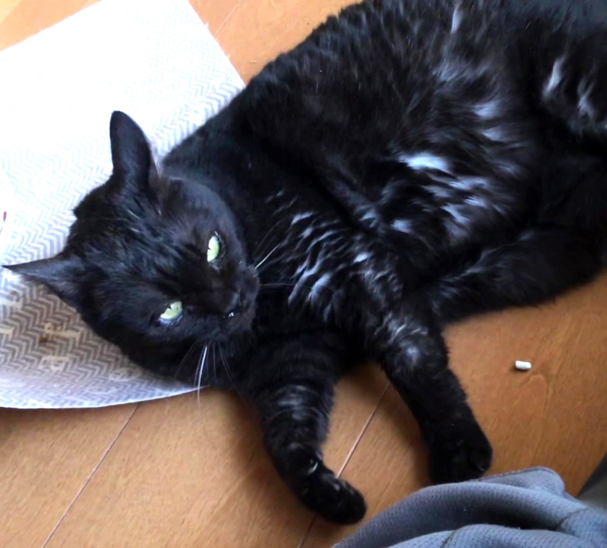 とってもフレンドリーなお局クロちゃん