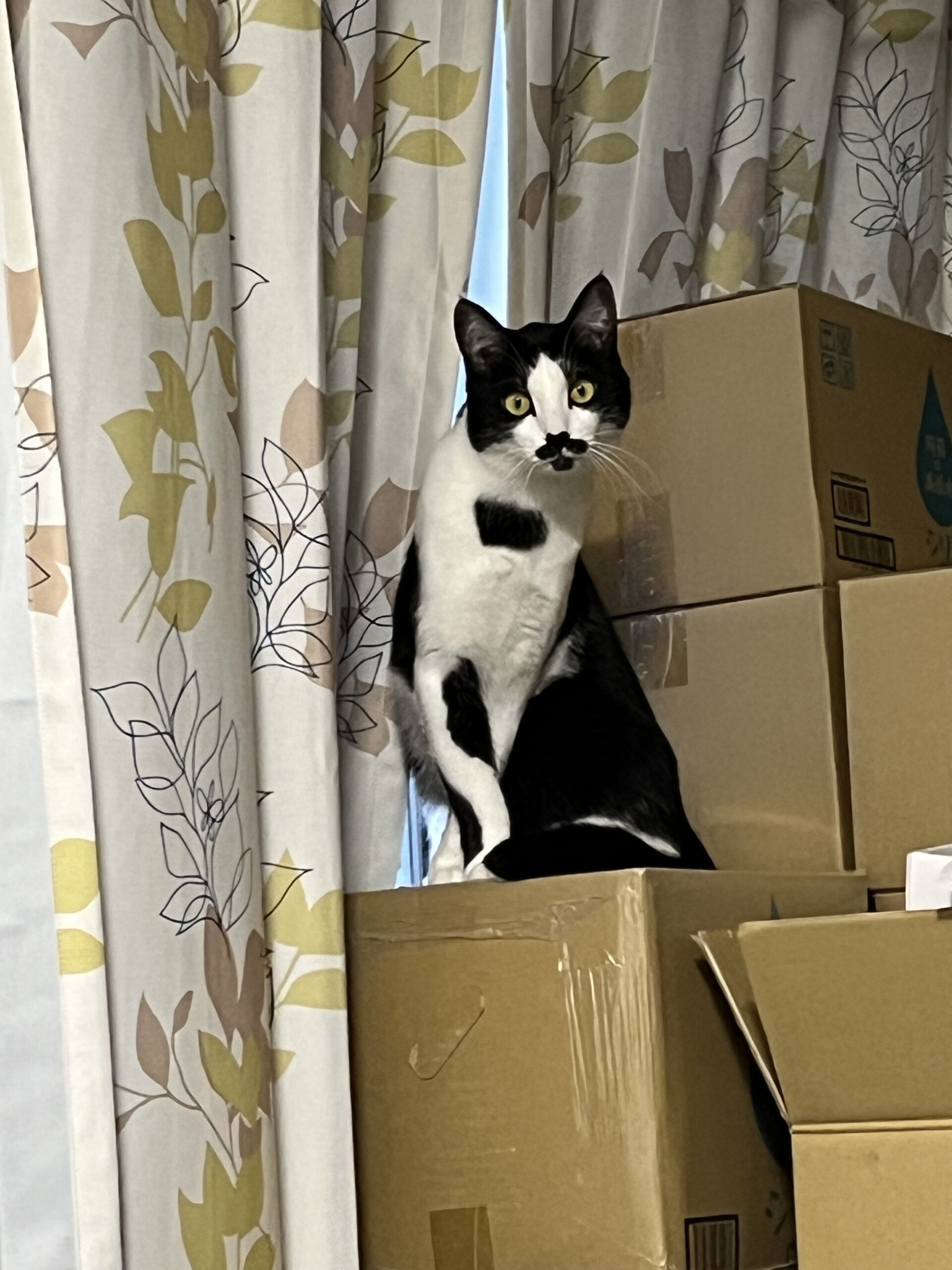 1歳8ヶ月の甘えん坊