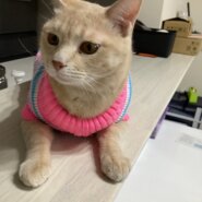 しましまベージュの雑種(2月で3歳)オス