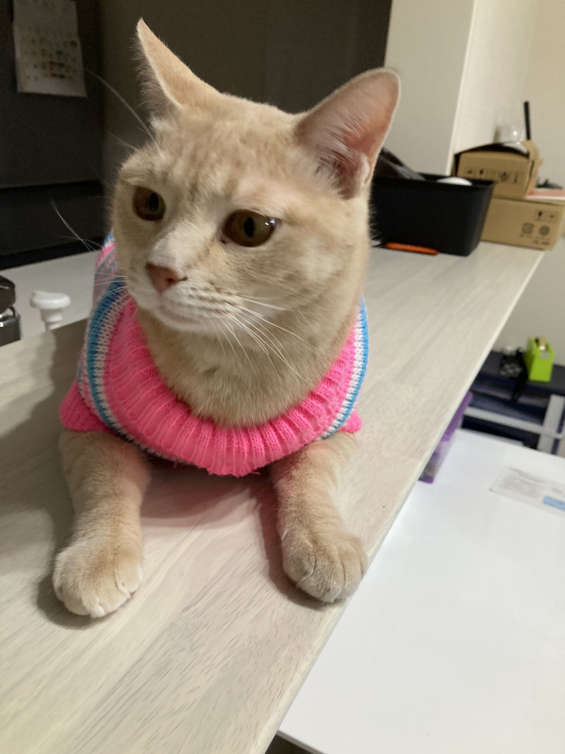 しましまベージュの雑種(2月で3歳)オス