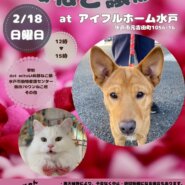 いぬねこ譲渡会　at アイフルホーム水戸店さん