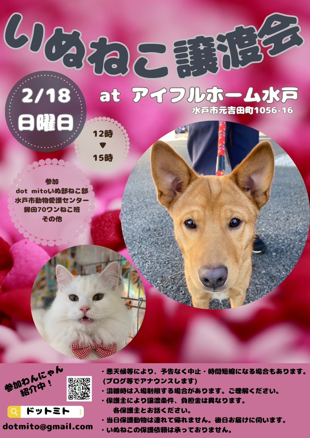 いぬねこ譲渡会　at アイフルホーム水戸店さん