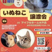 いぬねこ譲渡会　at アイフルホーム水戸店さん