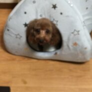 トイプードル女の子