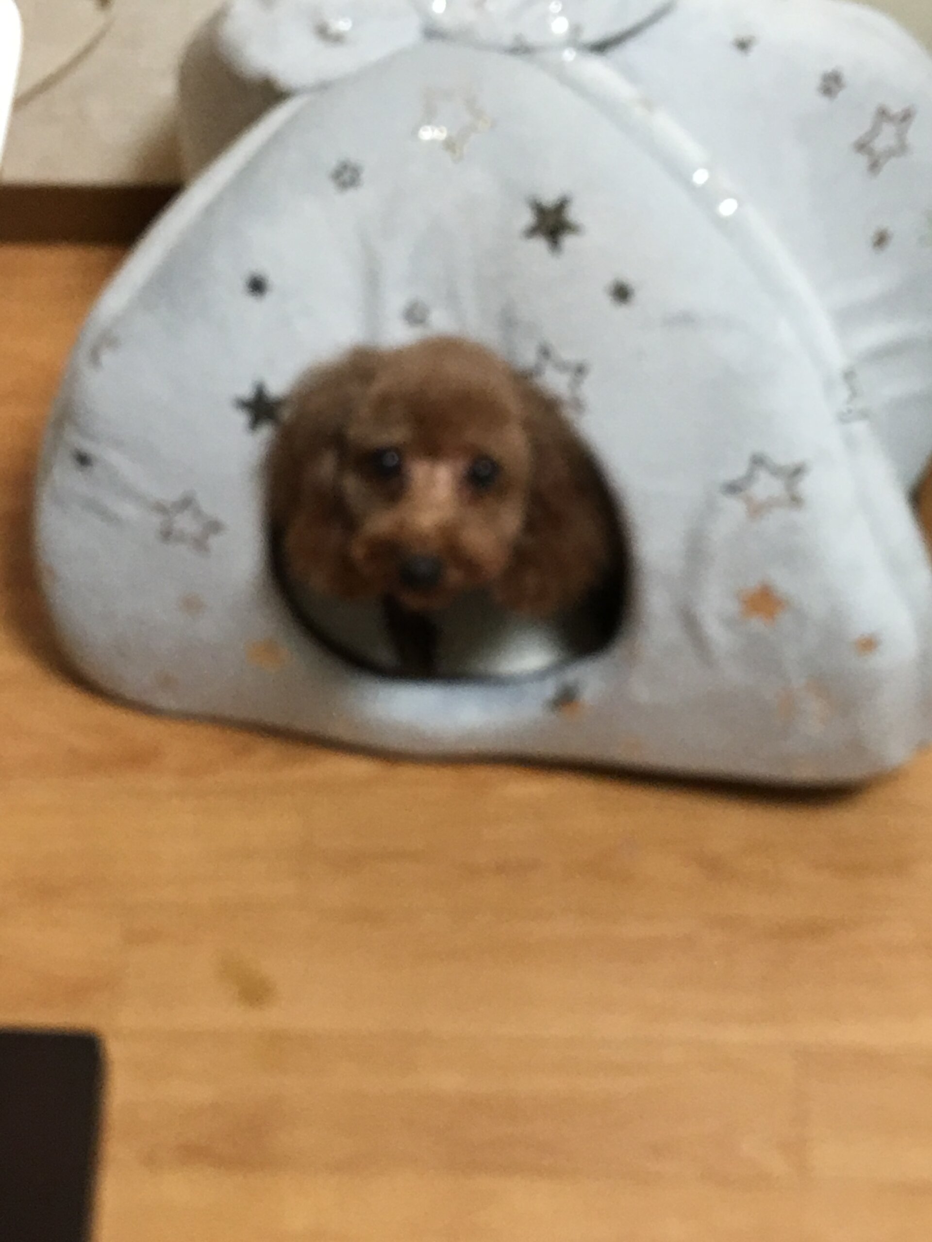 トイプードル女の子