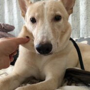 可愛い太陽くんの優しい家族を探しています