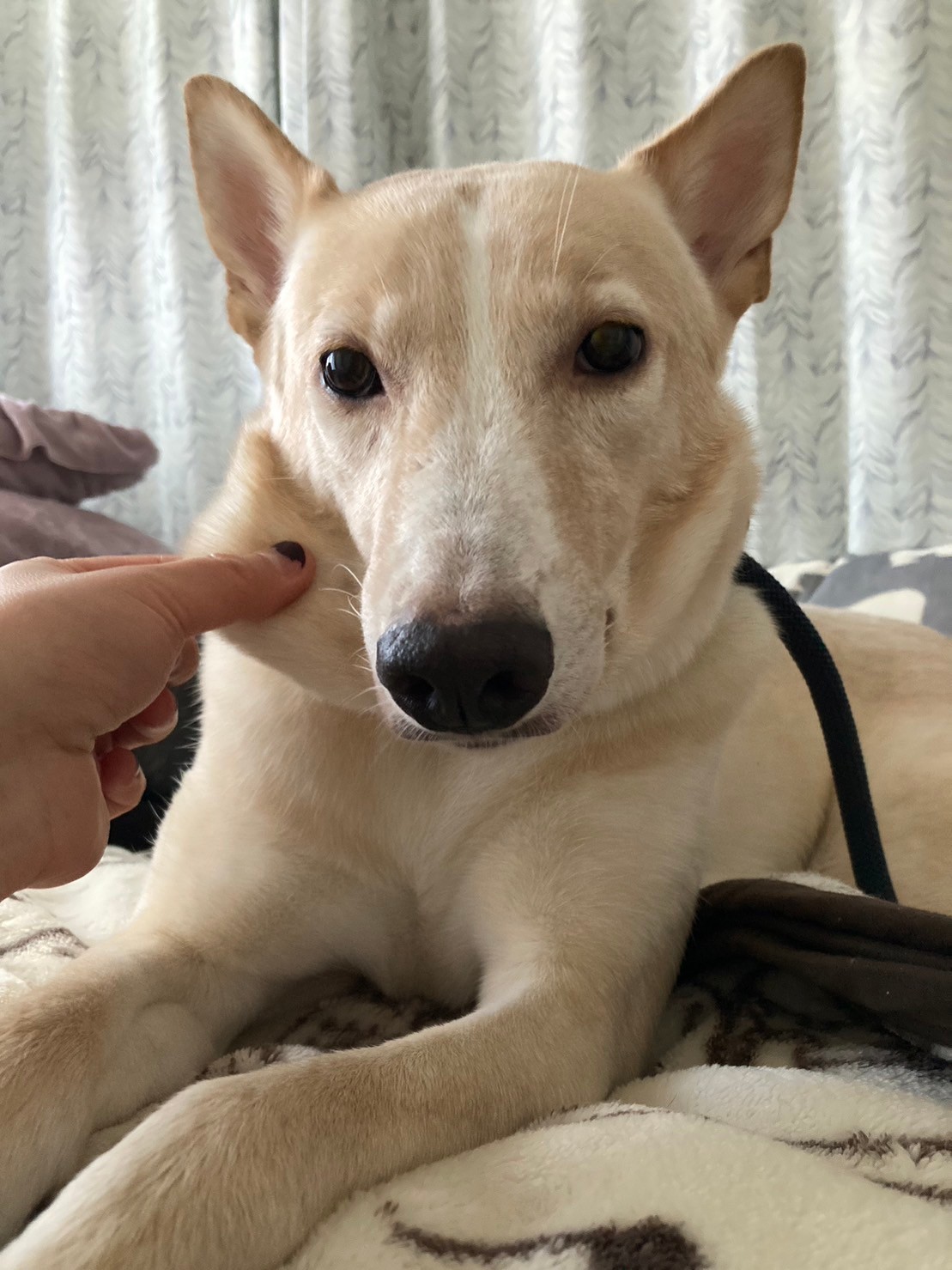 可愛い太陽くんの優しい家族を探しています