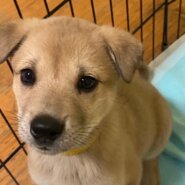 人大好き可愛いなるとくんのお家を探しています