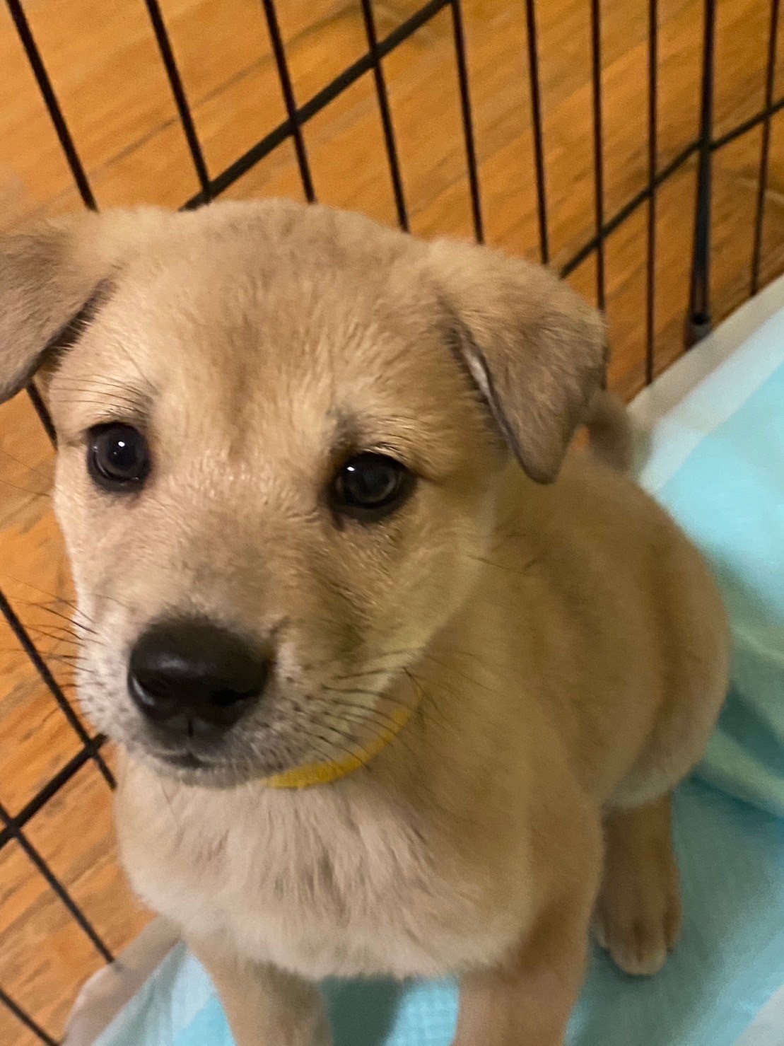 人大好き可愛いなるとくんのお家を探しています