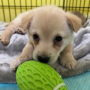 人大好き可愛いしぐれちゃんのお家を探しています