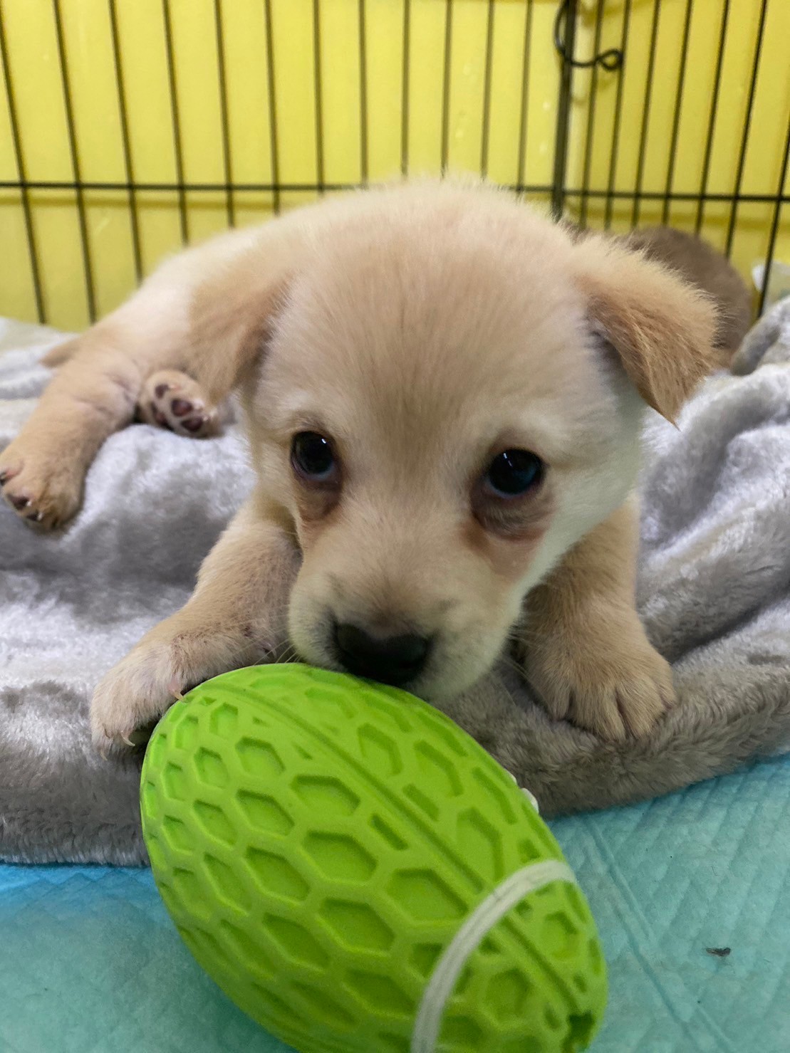 人大好き可愛いしぐれちゃんのお家を探しています