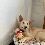 可愛いきなりちゃんの優しい家族を探しています