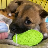 人大好き可愛いあずきちゃんのお家を探しています