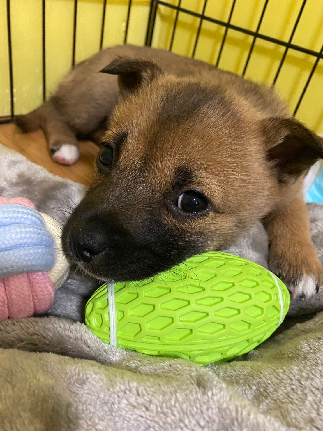 人大好き可愛いあずきちゃんのお家を探しています