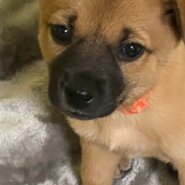 人大好き可愛いかりんちゃんのお家を探しています