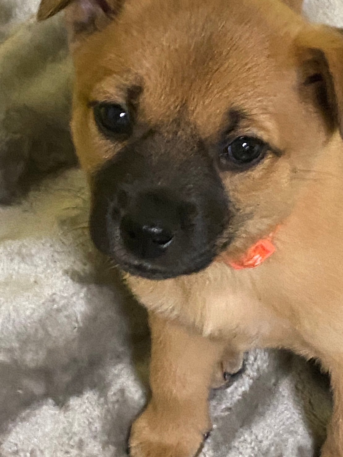 人大好き可愛いかりんちゃんのお家を探しています