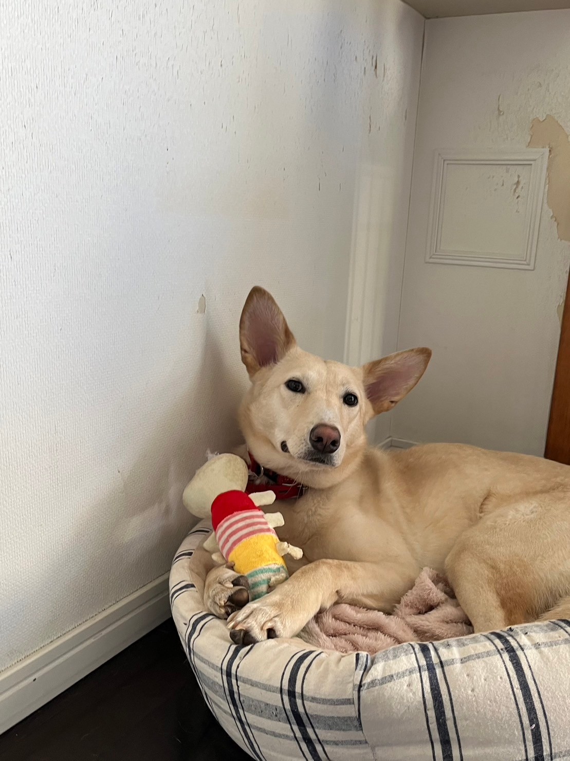 可愛いきなりちゃんの優しい家族を探しています