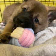 人大好き可愛いあんちゃんのお家を探しています