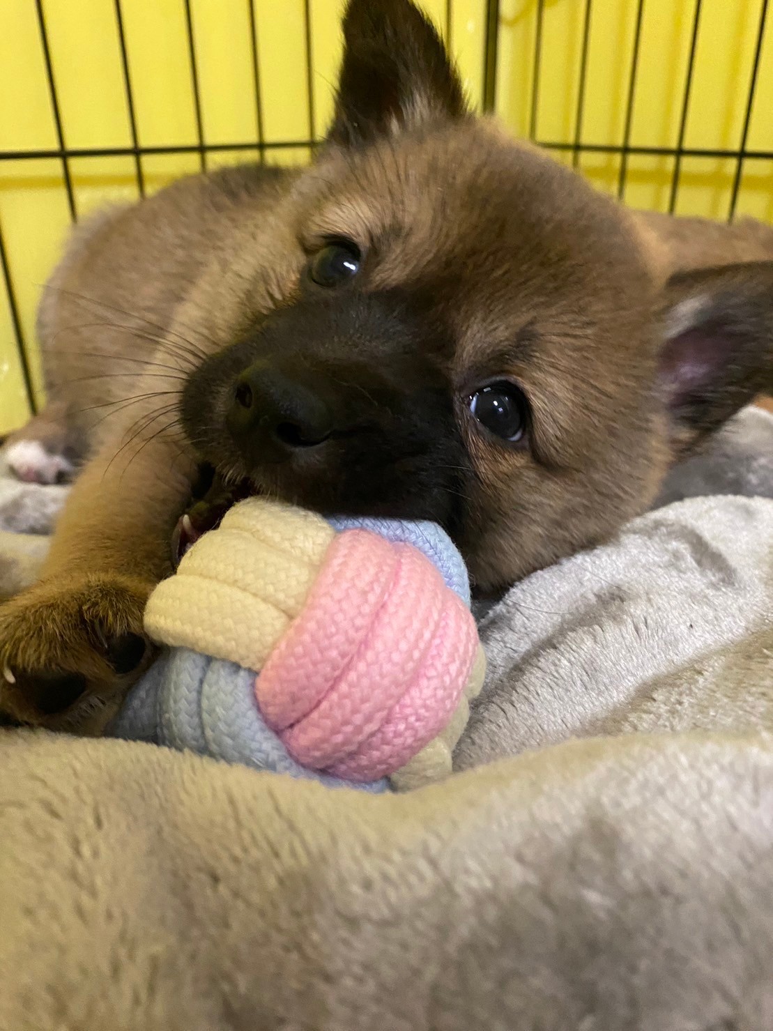 人大好き可愛いあんちゃんのお家を探しています