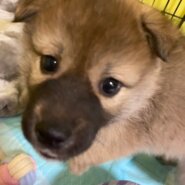 人大好き可愛いぼんちのお家を探しています