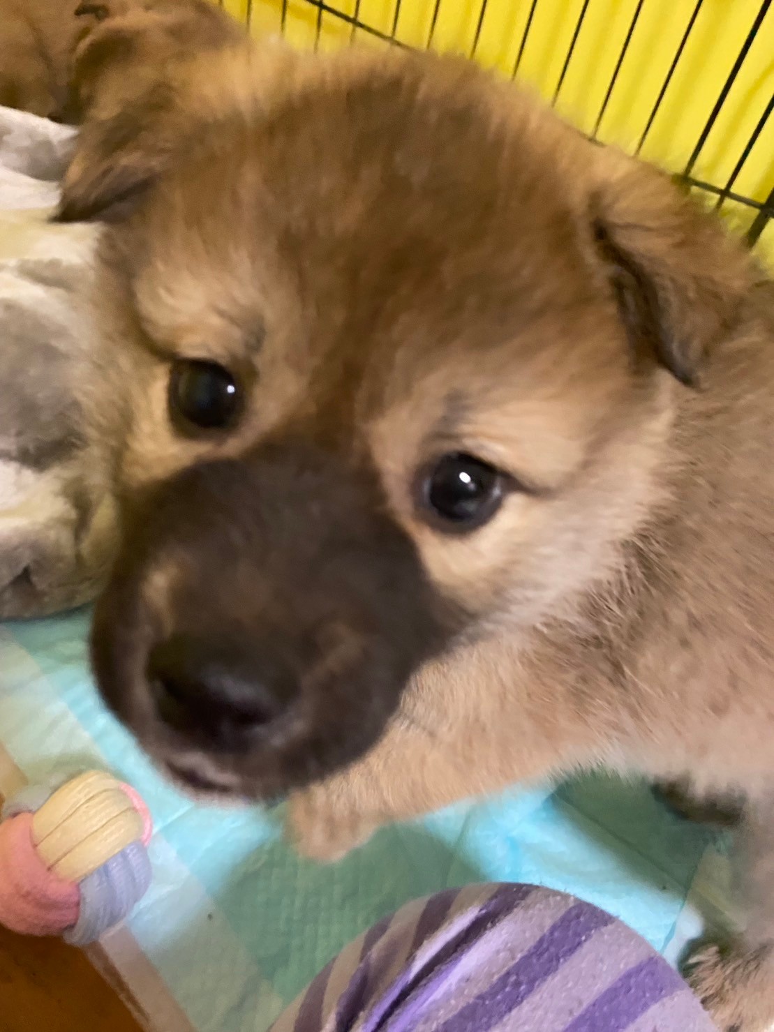 人大好き可愛いぼんちのお家を探しています