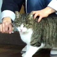 なでなで大好きキジシロくん