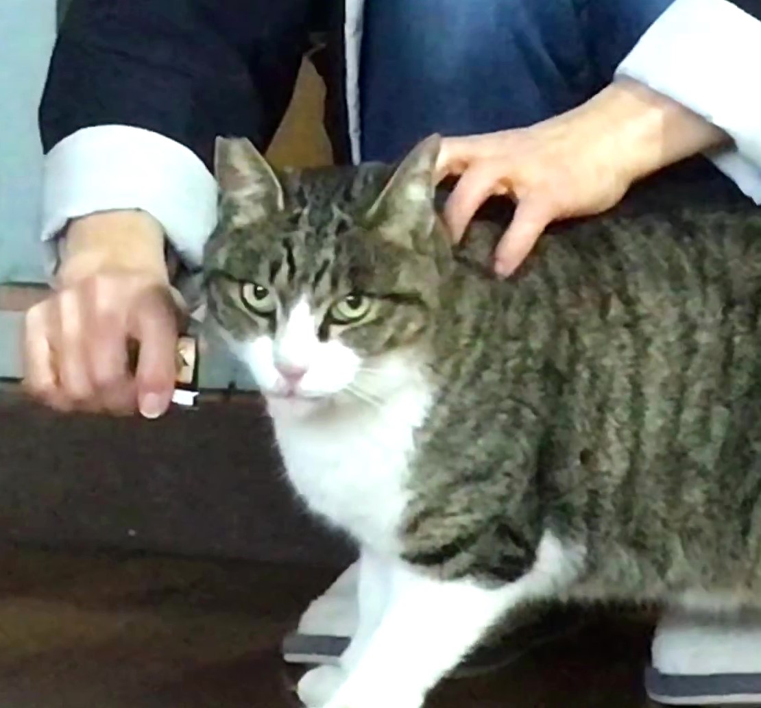 なでなで大好きキジシロくん