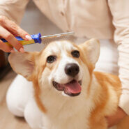 預かりボランティアさん、大募集中です！