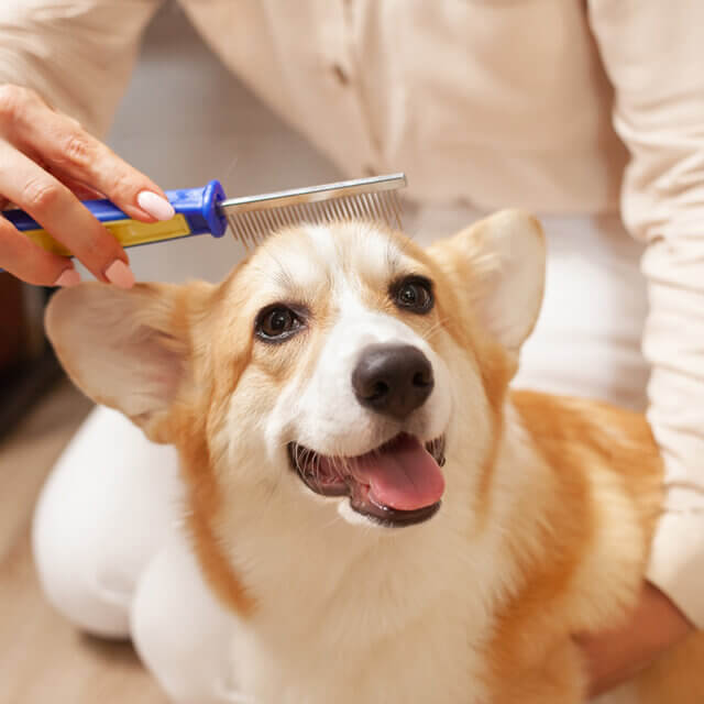 預かりボランティアさん、大募集中です！