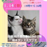 【柏市】1/14　(日)　根本ダンススタジオ保護猫譲渡会