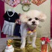 【22日間小型犬を預かってくださる方募集しています】@東京都