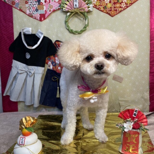 【22日間小型犬を預かってくださる方募集しています】@東京都