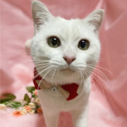 なれなれ♪丸顔の白猫『シロップ君』１歳