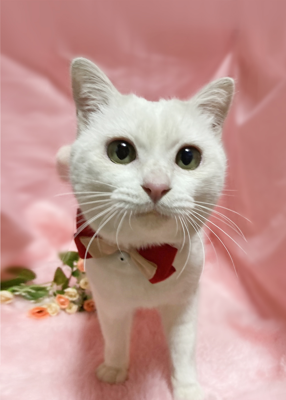 なれなれ♪丸顔の白猫『シロップ君』１歳