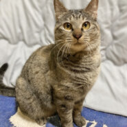 毛並みモフモフ♪ムチムチで可愛い『くるみちゃん』