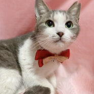 丸顔のグレー白『ミミちゃん』８ヶ月