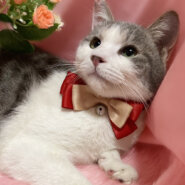 つぶらな瞳にキュン！グレー白『うるる君』８ヶ月