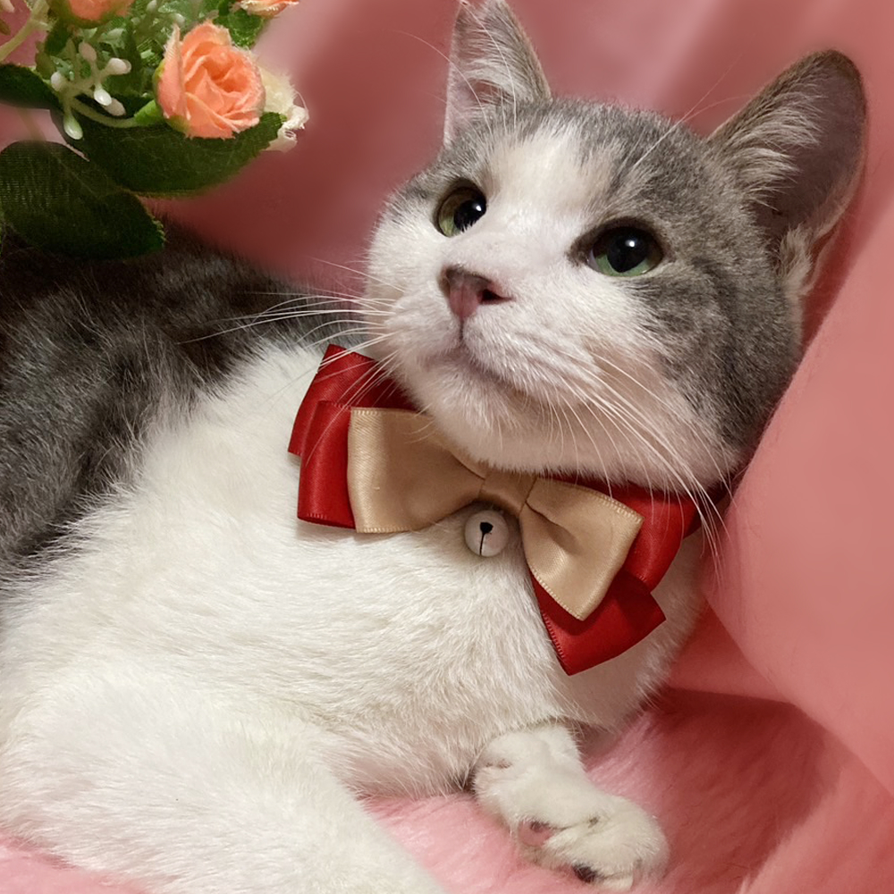 つぶらな瞳にキュン！グレー白『うるる君』８ヶ月