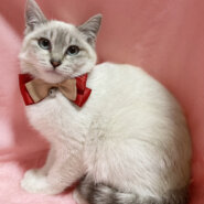 モフモフ！ブルーアイのシャムMIX『ぼたん』４ヶ月