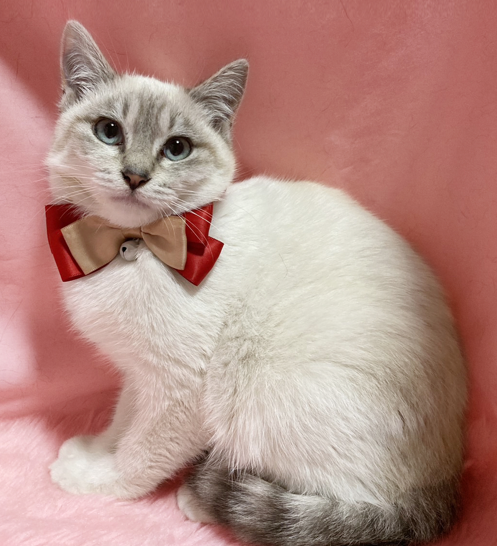 モフモフ！ブルーアイのシャムMIX『ぼたん』４ヶ月