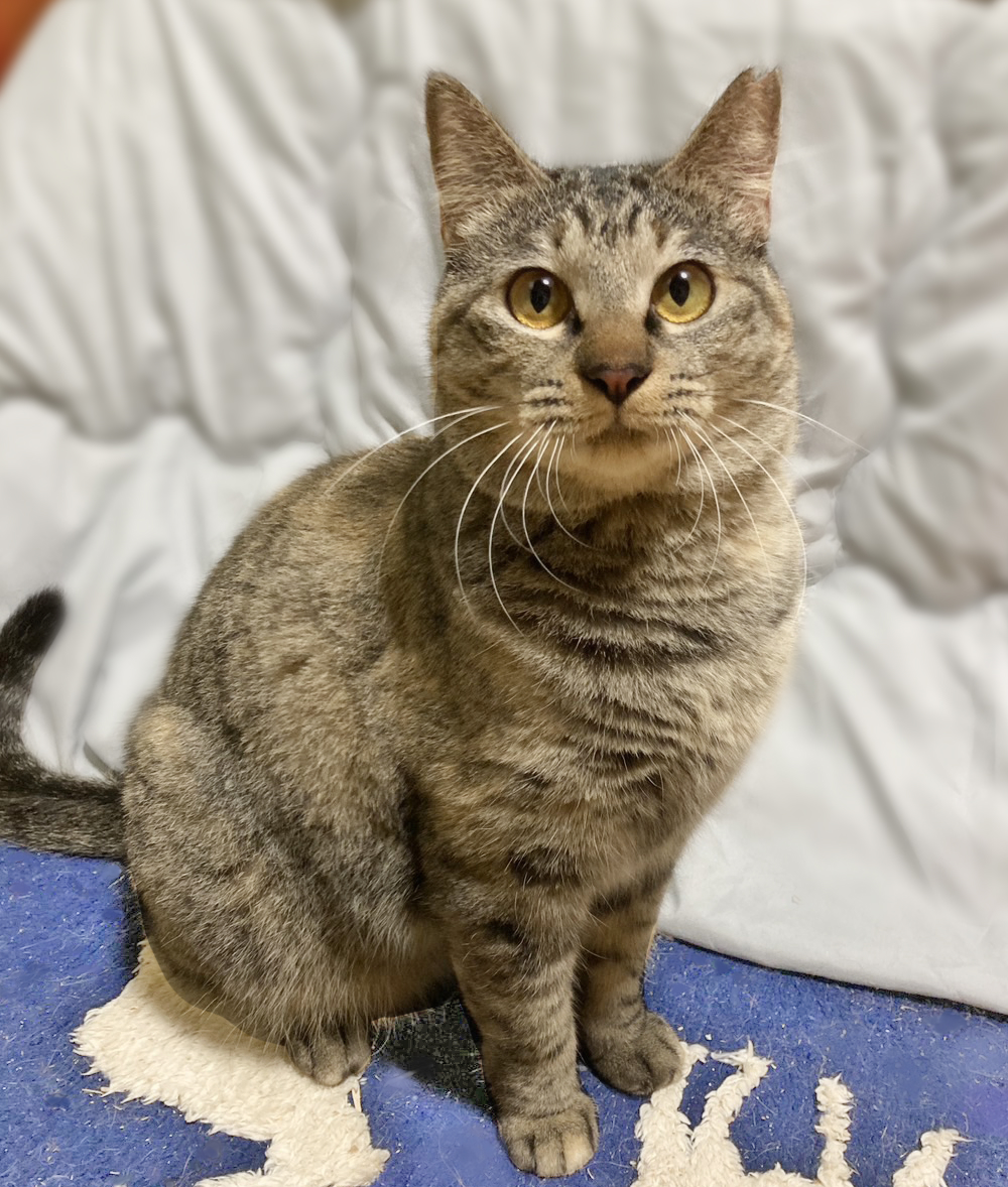 毛並みモフモフ♪ムチムチで可愛い『くるみちゃん』