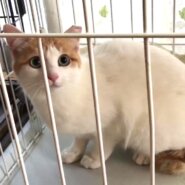 寂しがり屋モミジちゃん