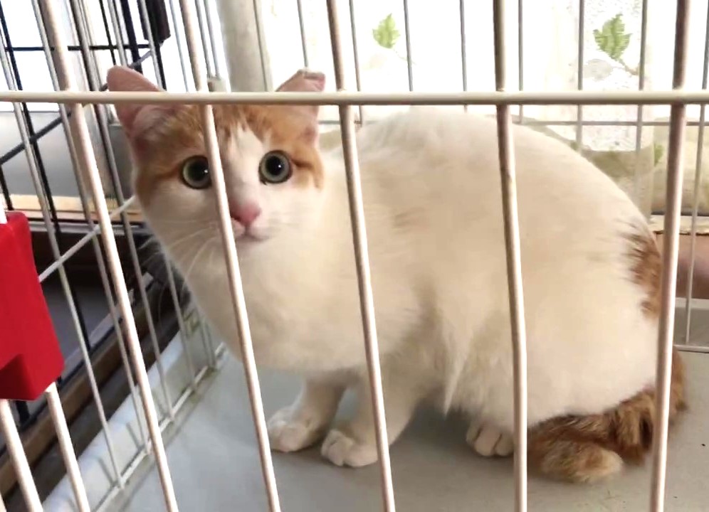 寂しがり屋モミジちゃん