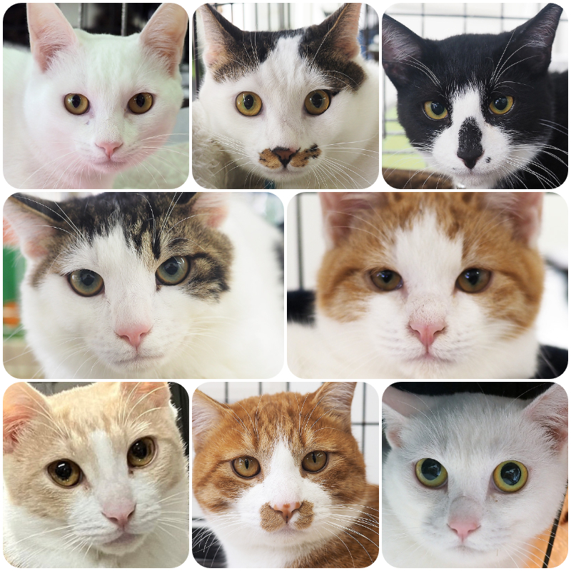 子猫緊急参加決定！！みよし市ひにゃ祭り